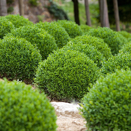 Самшит вечнозеленый