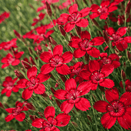 Гвоздика травянка Leuchtfunk
