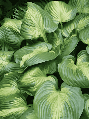 Хоста Cathedral Windows