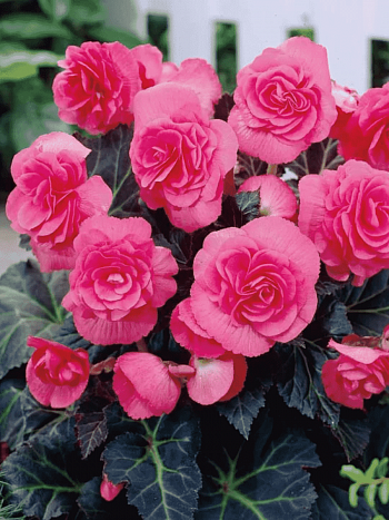 Бегония Pink