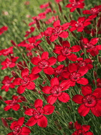 Гвоздика травянка Leuchtfunk