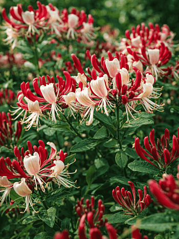 Жимолость вьющаяся Serotina