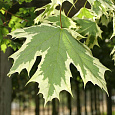 Клен остролистный Друммонди Клен остролистный Друммонди