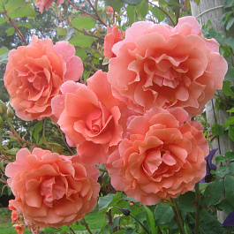 Роза плетистая Алибаба Роза плетистая Алибаба