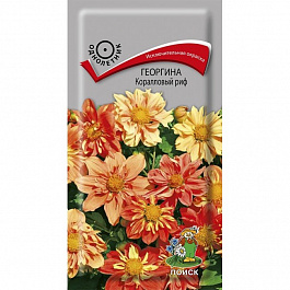 Георгина Коралловый риф