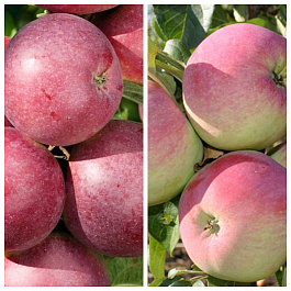 Дерево-сад (2-3х летка) яблоня 2 сорта Спартан-Свежесть