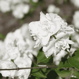 Чубушник гибридный Bouquet Blanc