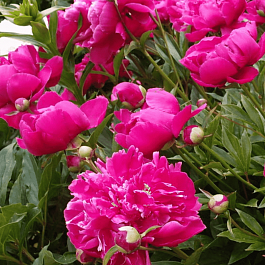 Пион Молочноцветковый Bunker Hill