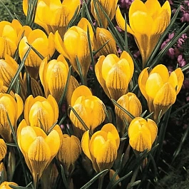 Крокус Ботанический Dorothy