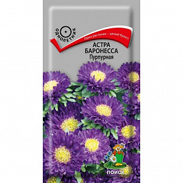Астра Баронесса Пурпурная
