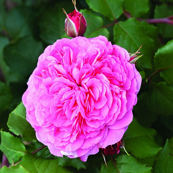 Роза парковая (Серия Фрайла) Фрайла Мария