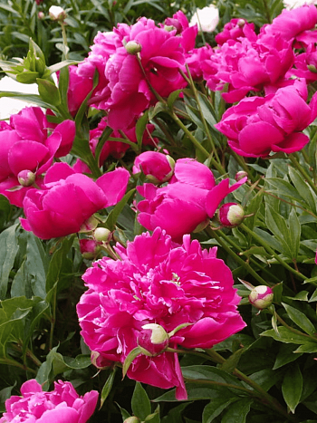 Пион Молочноцветковый Bunker Hill