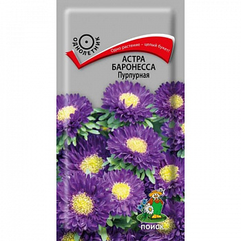 Астра Баронесса Пурпурная