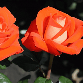 Роза Чайно-гибридная Verano