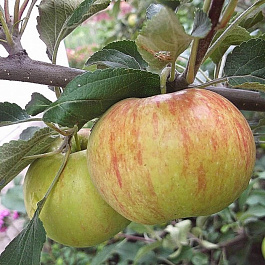 Яблоня Медуница Яблоня Медуница