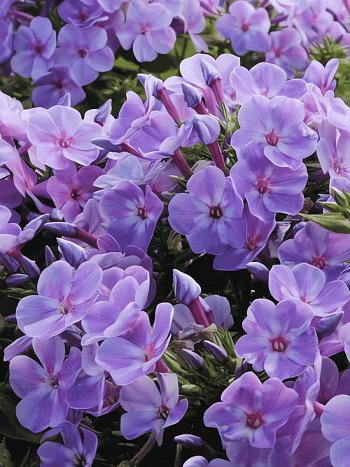 Флокс метельчатый Younique Mauve