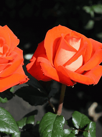 Роза Чайно-гибридная Verano