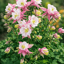 Аквилегия обыкновенная Winky Double Rose and White