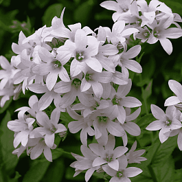 Колокольчик молочноцветковый Loddon Anna