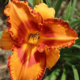 Лилейник Volcano Queen