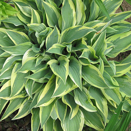 Хоста гибридная Бобкэт