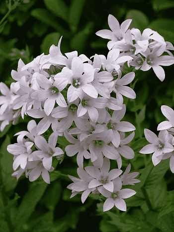 Колокольчик молочноцветковый Loddon Anna