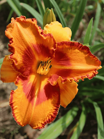 Лилейник Volcano Queen