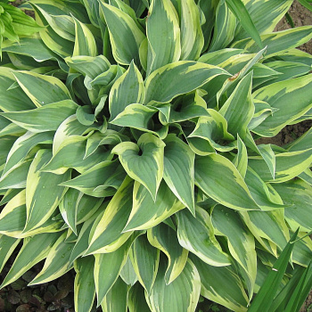 Хоста гибридная Бобкэт