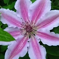 Клематис гибридный Nelly Moser