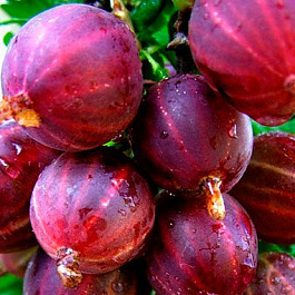 Крыжовник Консул