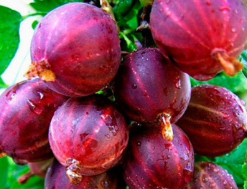 Крыжовник Консул