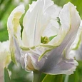 Тюльпан White Lizard 