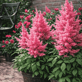 Астильба японская Drum and Bass