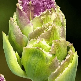 Тюльпан Махровый Purple Tower