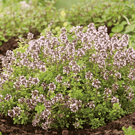 Тимьян обыкновенный Аureum