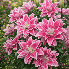 Лилия Roselily Isabella