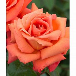 Роза чайно-гибридная Тройка