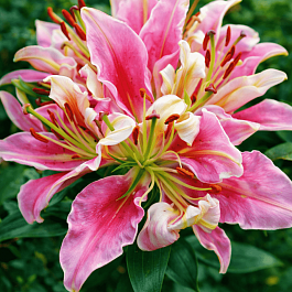 Лилия Parrot Pink Cariba