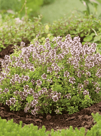 Тимьян обыкновенный Аureum