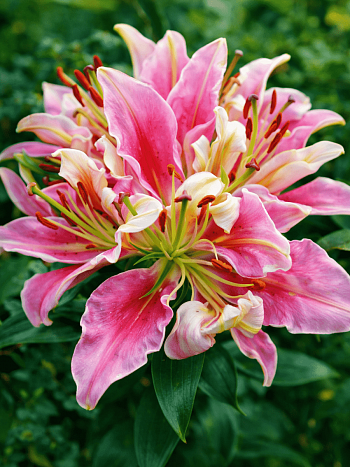 Лилия Parrot Pink Cariba