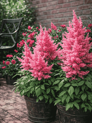 Астильба японская Drum and Bass