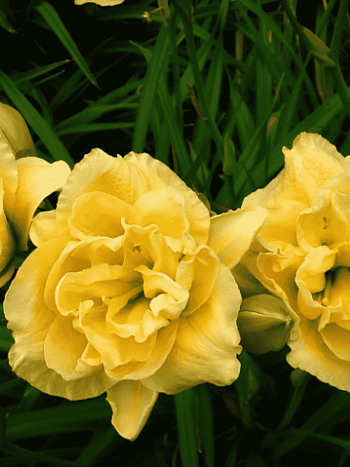 Лилейник Yellow Submarine