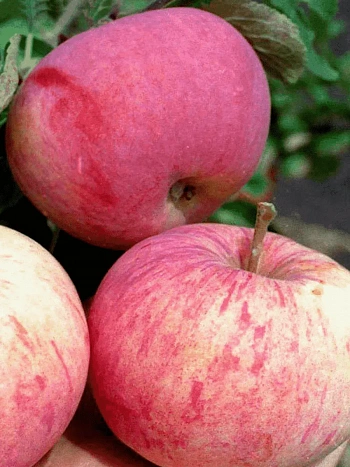 Яблоня Орлинка