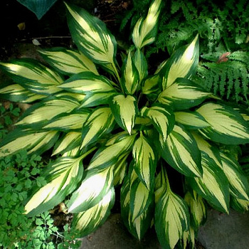 Хоста гибридная Черри Берри