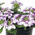 Вербена ампельная Обсешн Каскад Виолет Твистер Вербена ампельная Обсешн Каскад Виолет Твистер