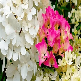 Гортензия метельчатая смесь