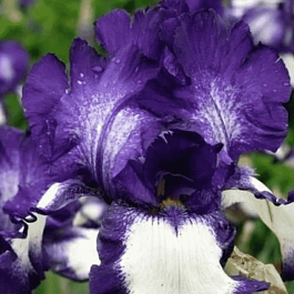 Ирис германский Stepping Out