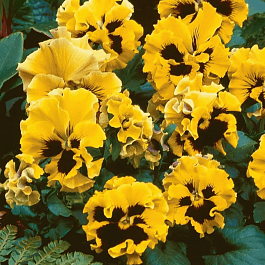 Виола RUFFLES Yellow