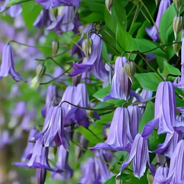 Клематис Fairy Dance