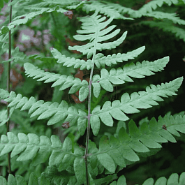 Щитовник болотный